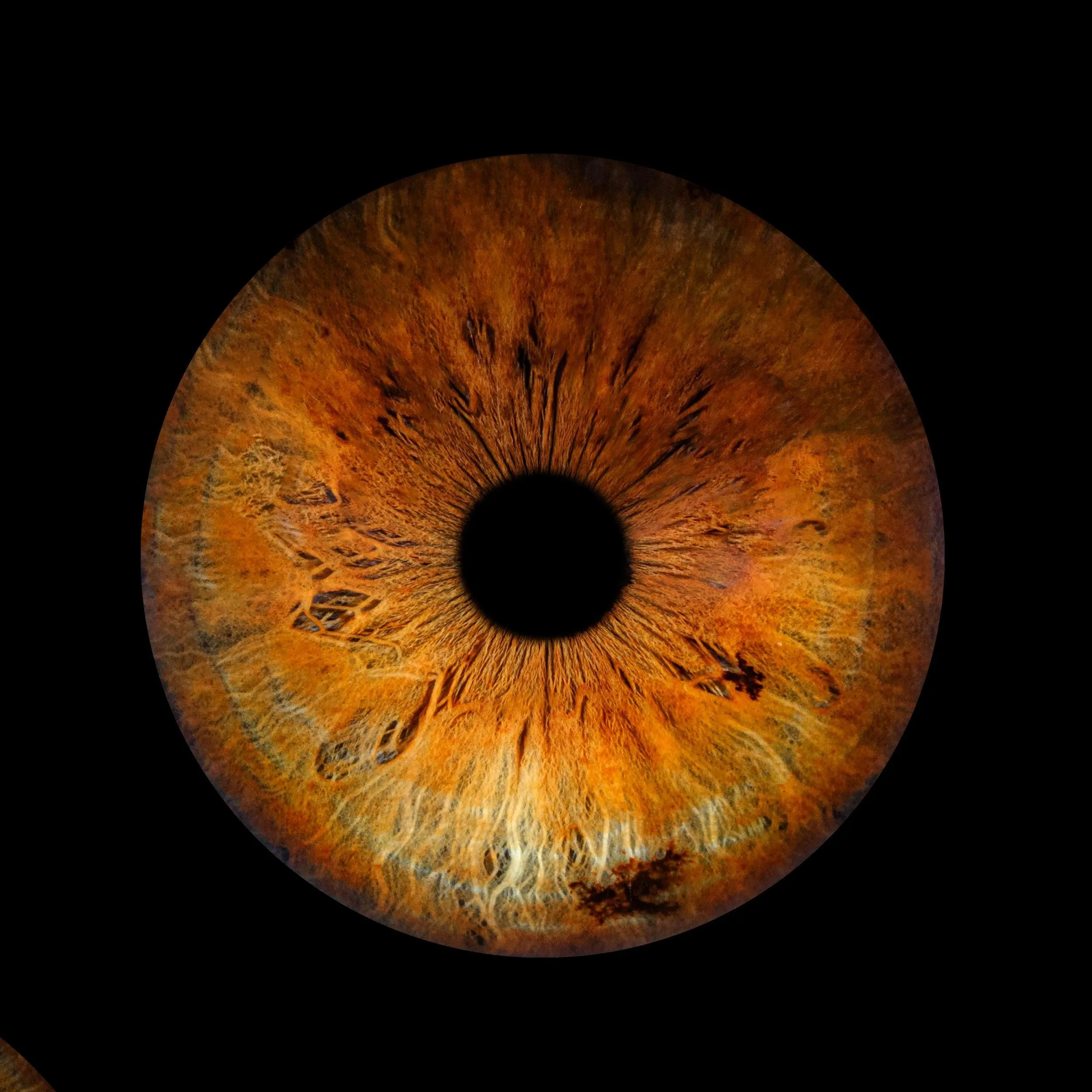 Orange-brown iris with coloured markings