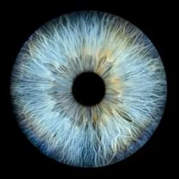 Blue iris crop showing gaps in fibers