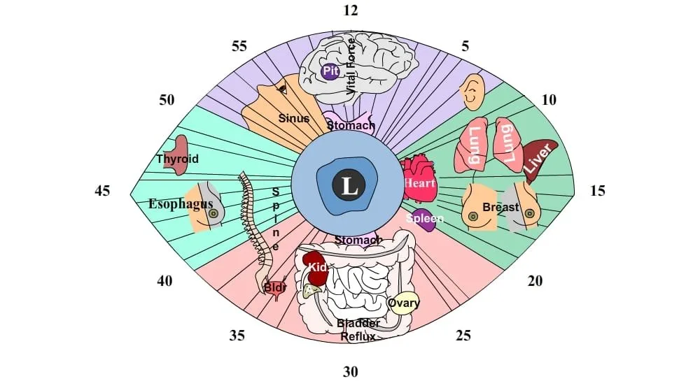 Iridology chart used in the typical social media comparison