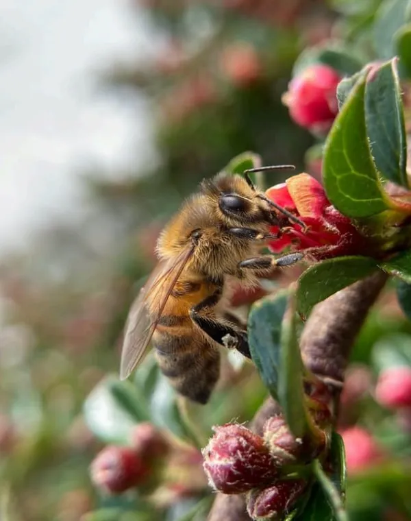 Macro photograph of a honeybee on a flowering branch